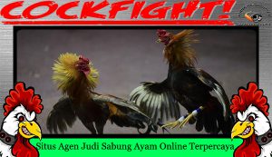 Situs Agen Judi Sabung Ayam Online Terpercaya